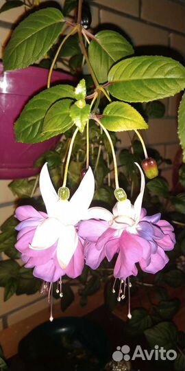 Герань королевская, фуксия, клеродендрум Томпсана