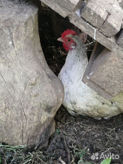 Куры петухи