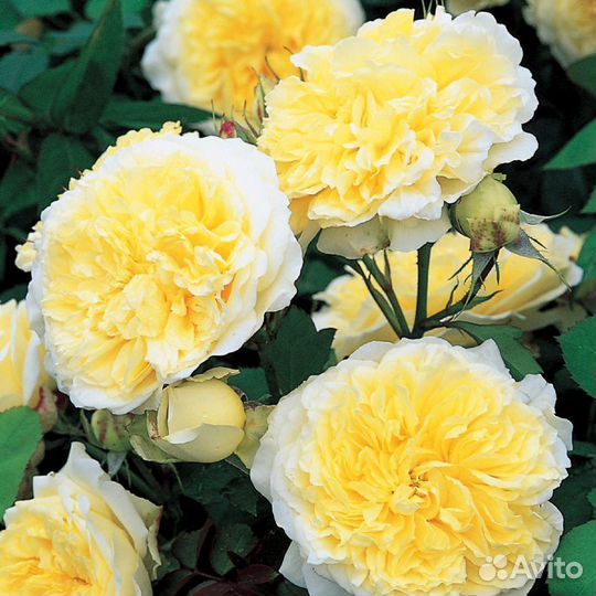 Розы все корнесобственные английские,10 сортов