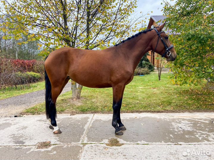 Кобыла под ребенка или в любительский спорт