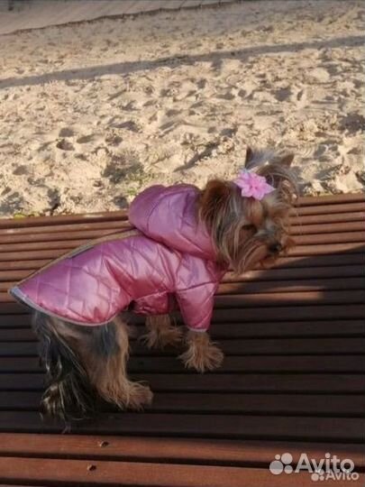 Комбинезон и куртка для собаки