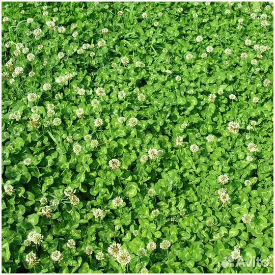 Семена, белый клевер Ривендел