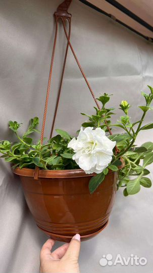 Петуния в кашпо