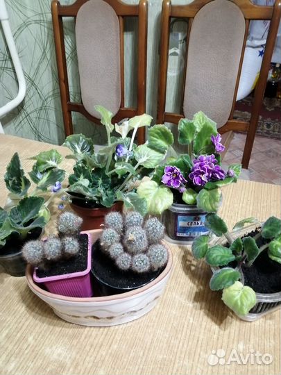 Домашние цветы