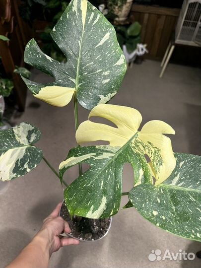 Монстера тайское созвездие