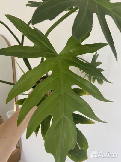 Филодендрон Т31 вар