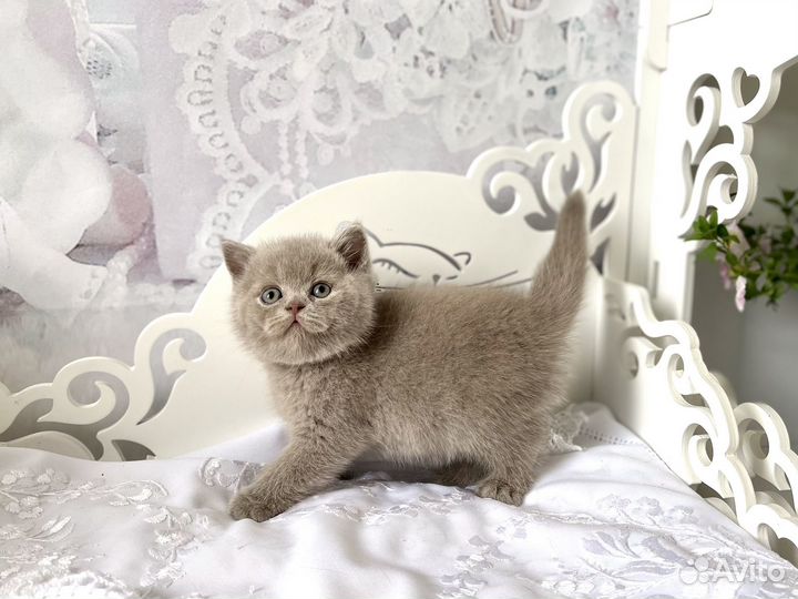 Британские котята