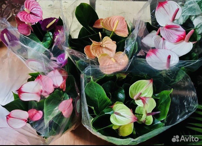 Комнатные цветы антуриум