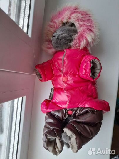 Зимний комбинезон для чихуахуа