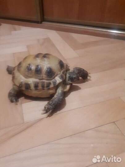 Черепаха сухопутная