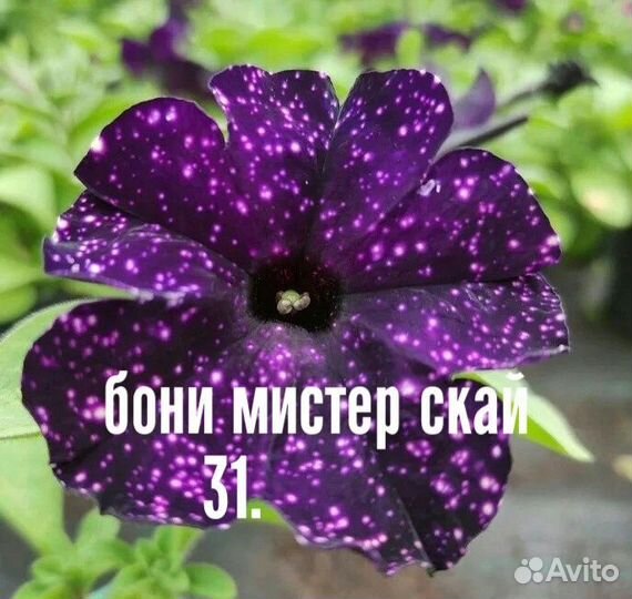 Петуния