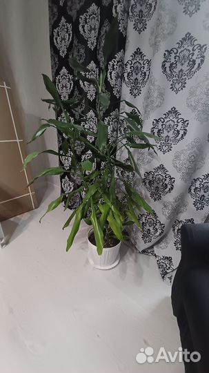 Комнатные цветы