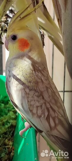 Попугай корелла птенец