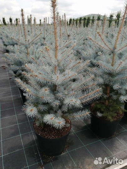 Ели декоративные и кедр