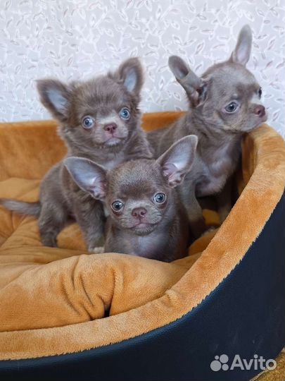 Лиловые малыши