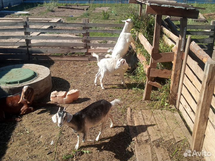 Козы, козел