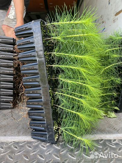 Зкс и окс Сосна Ель Лиственница сеянцы Голуб горн