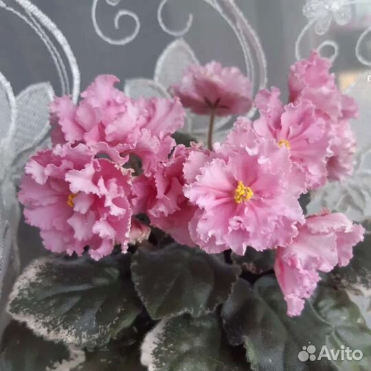 Фиалка цветущая сортовая