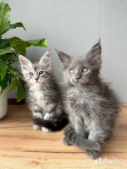 Котята мейн-кун