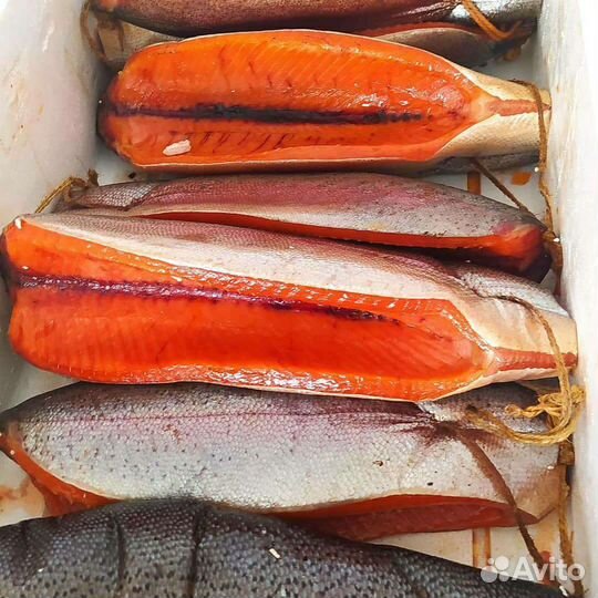 Форель радужная из Карелии