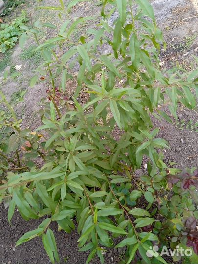 Саженцы местного персика