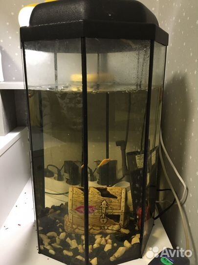 Аквариум с рыбками и улитками