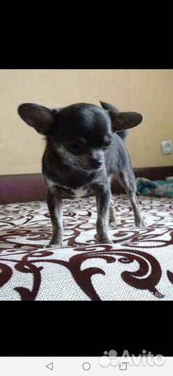 Чихуахуа девочка