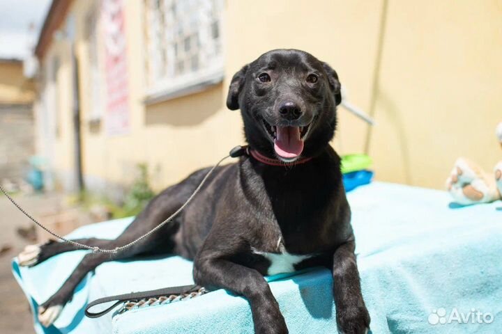 Собака в добрые руки отдам бесплатно