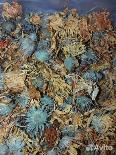 Календула. Растение