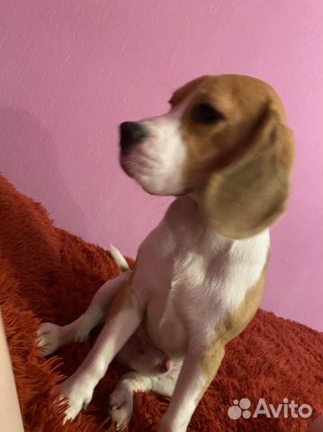 Бигль вязка