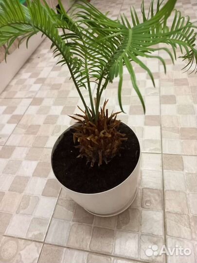 Пальма цикас