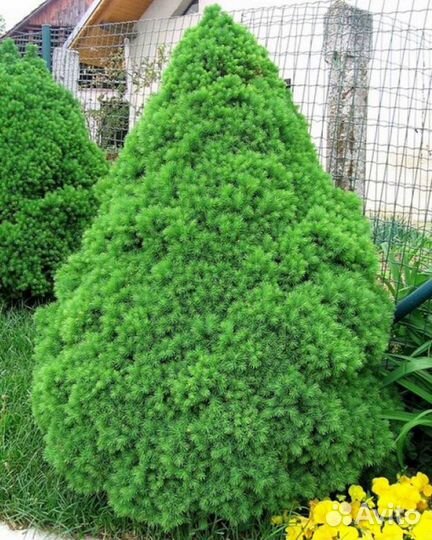 Ель кандская Коника (карликовая)