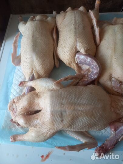 Индюки на мясо