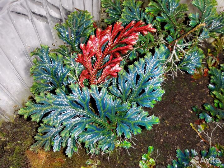 Selaginella erythropus sanguinea Ruby Red для флор