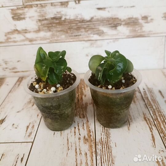 Адениумы dha и арабикумы (сеянцы)