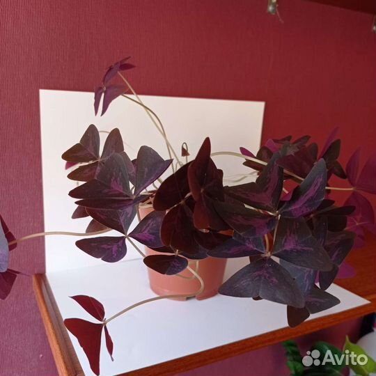 Кислица оксалис