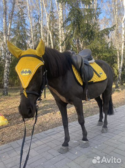 Лошади и пони на праздник