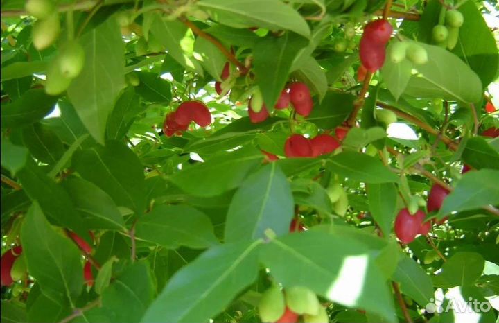 Жимолость Синдишен