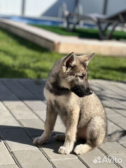 Собаки в дар