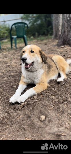 Собака спасли от гибели