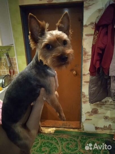 Йоркширский терьер кабелек вязка