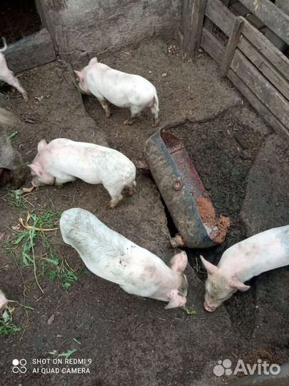 Вьетнамск вислобрюхий поросенок