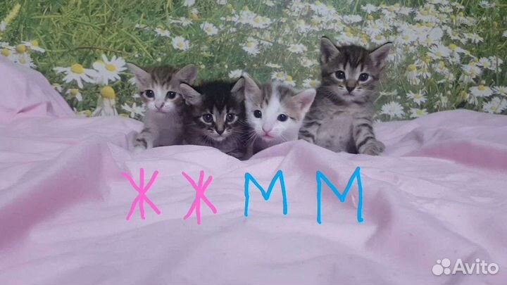 Котята в добрые руки