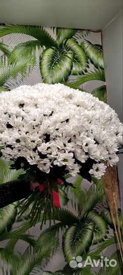 Хризантема кустовая