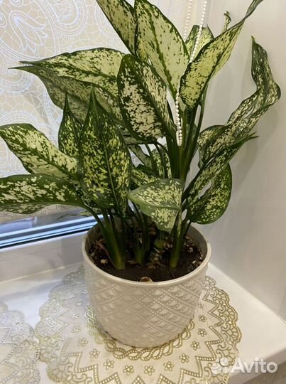 Продам отростки цветов