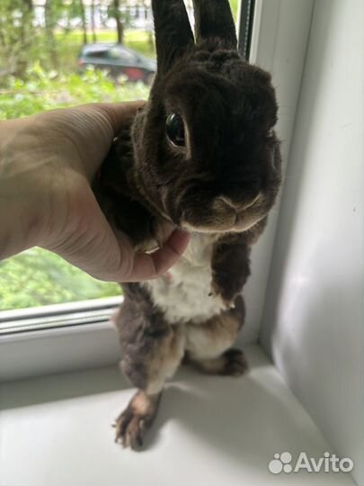 Кролик карликовый рекс