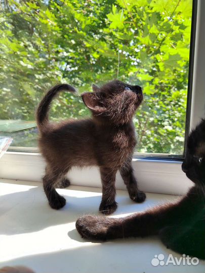 Котёнок чёрный
