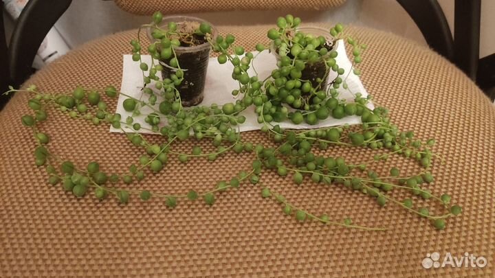 Крестовник роули