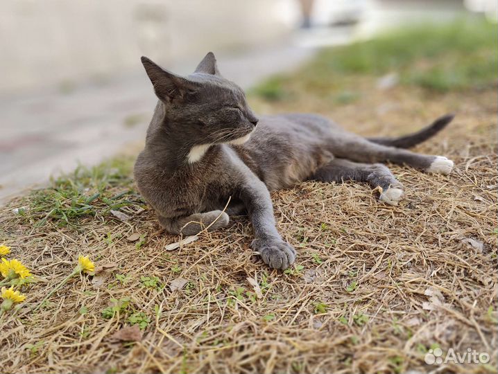 Кошка в дар