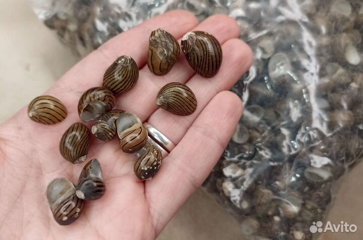 Ракушки нерита маленькие 1-2 см, вес